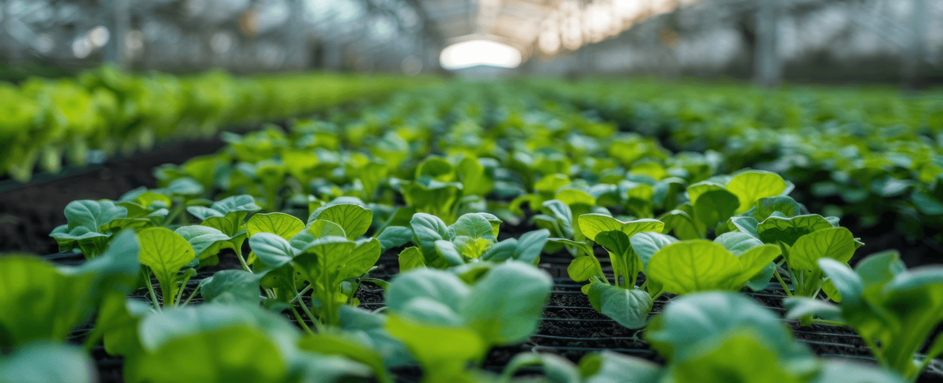 garden_banner.png